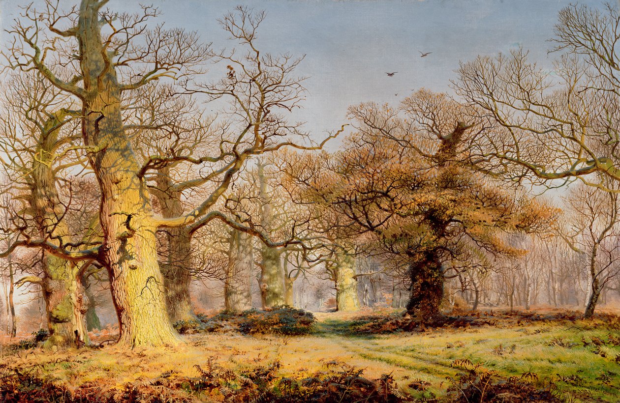 Eikenbomen in Sherwood Forest door Andrew MacCallum