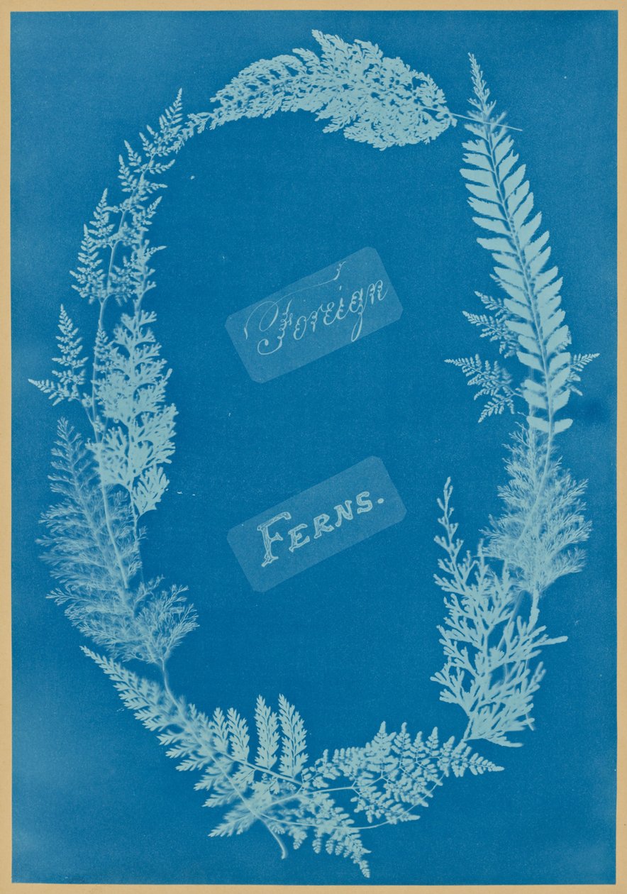 Vreemde varens door Anna Atkins