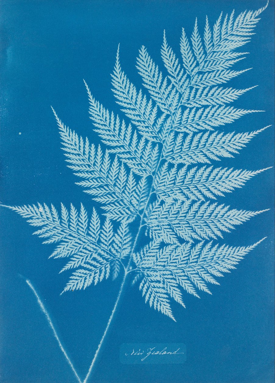 Nieuw-Zeeland door Anna Atkins