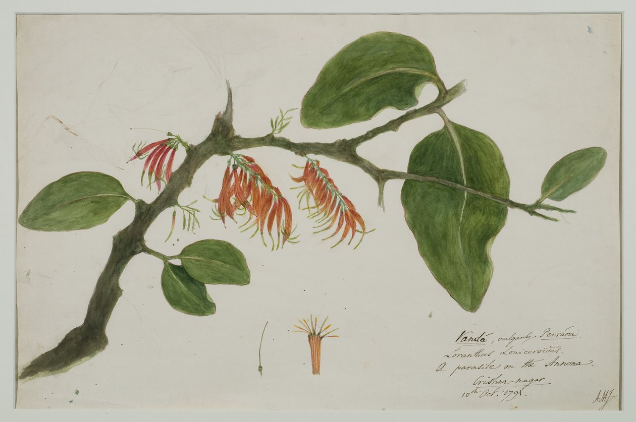 Dendrophthoe falcata (oranje maretak) door Anna Maria Jones