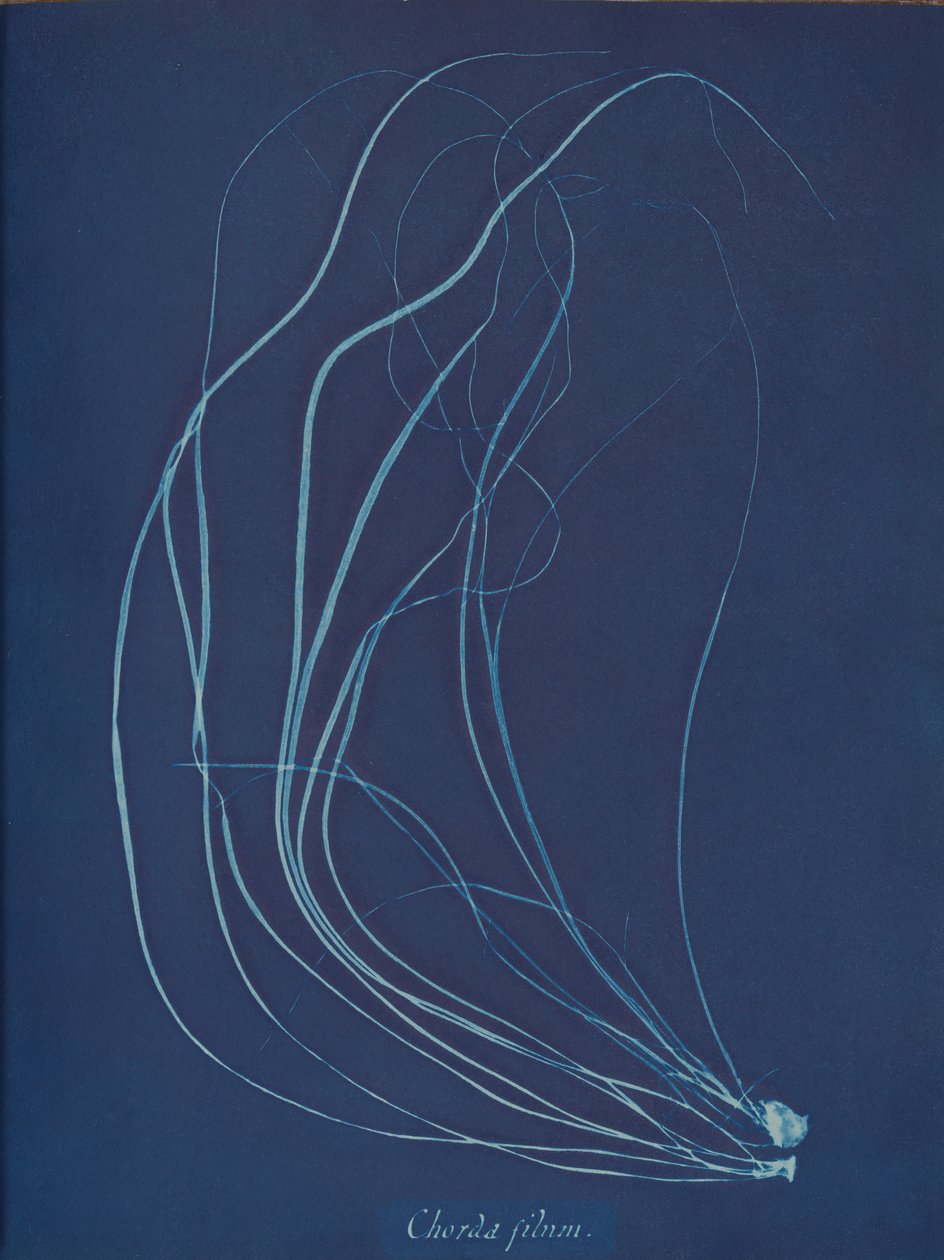 Chorda filum, ca. 1853 door Anna Atkins