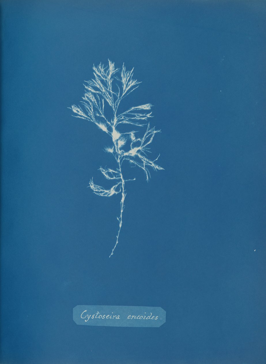 Cystoseira ericoides door Anna Atkins