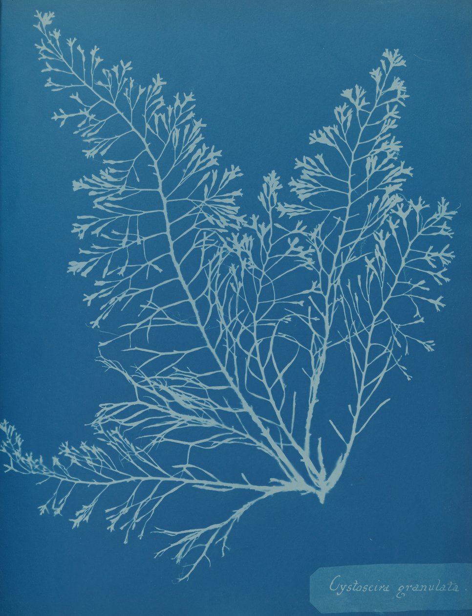 Cystoseira granulata, ca. 1853 door Anna Atkins