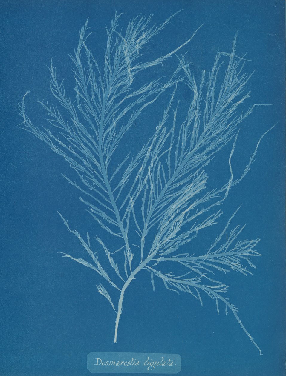 Desmarestia liqulata, ca. 1853 door Anna Atkins