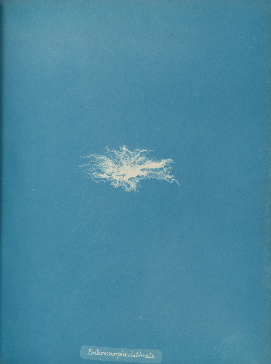 Enteromorpha clathrata door Anna Atkins