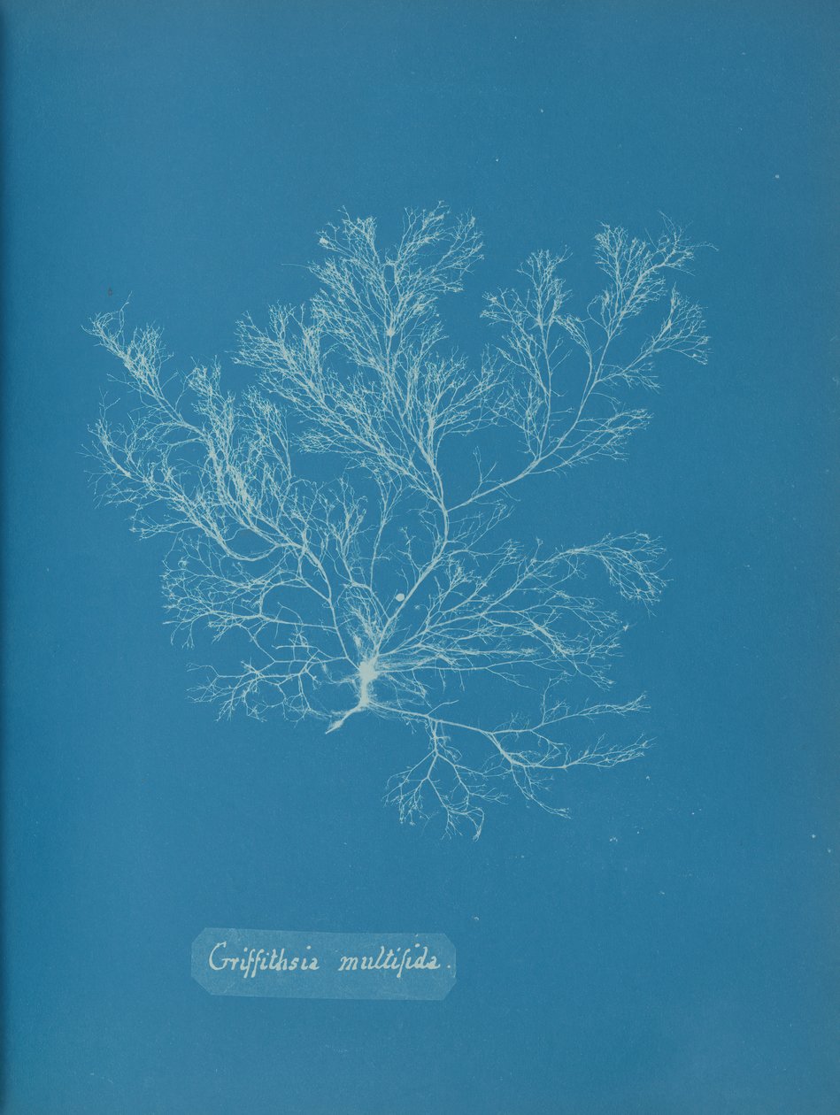 Griffithsia multifida, ca. 1853 door Anna Atkins
