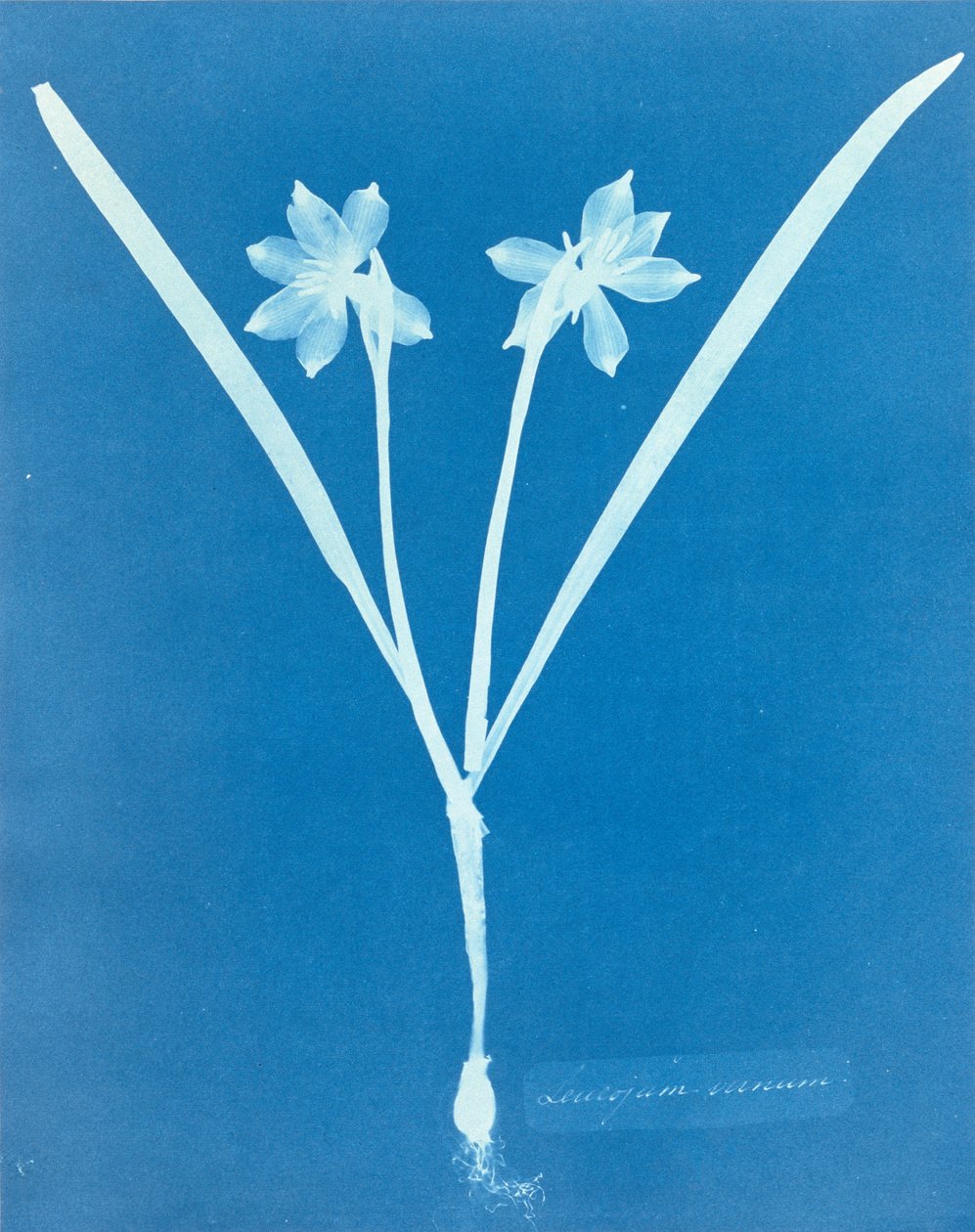 Leucojam Varium door Anna Atkins