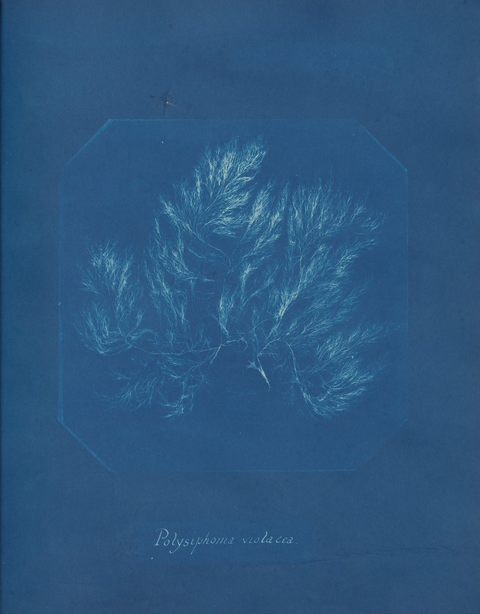 Polysiphonia violacea, ca. 1853 door Anna Atkins