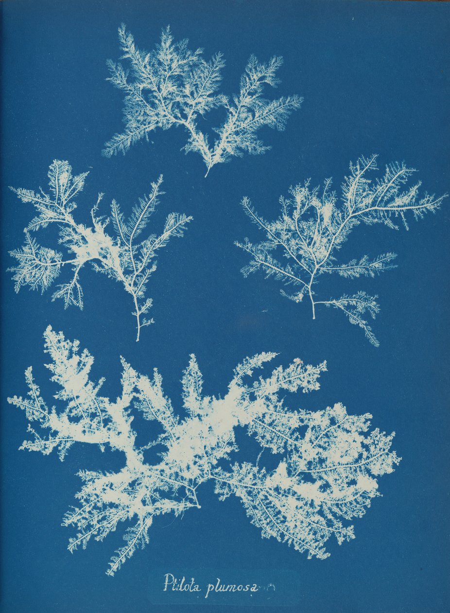Ptilota plumosa door Anna Atkins