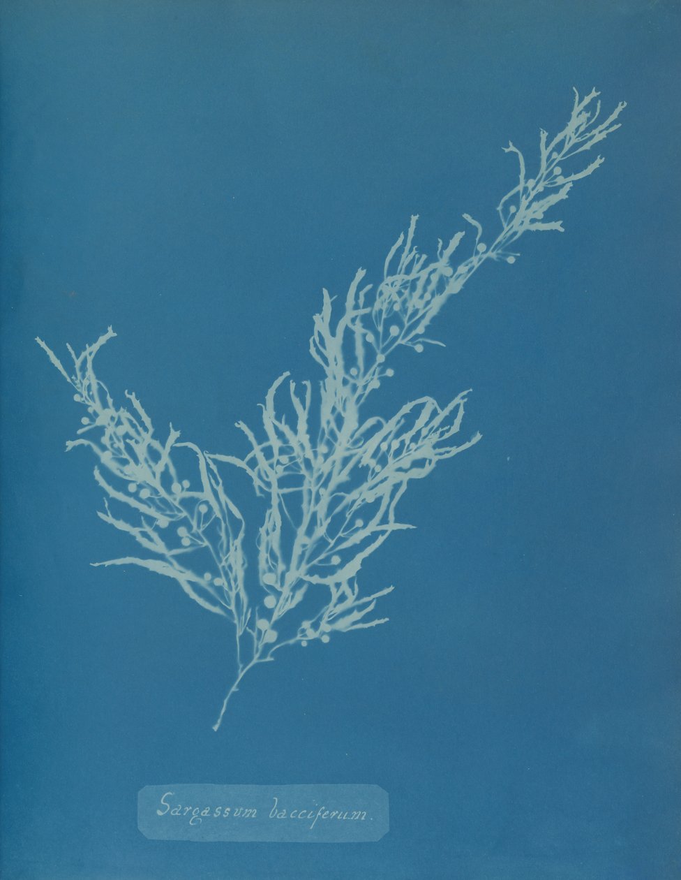 Sargassum bacciferum door Anna Atkins