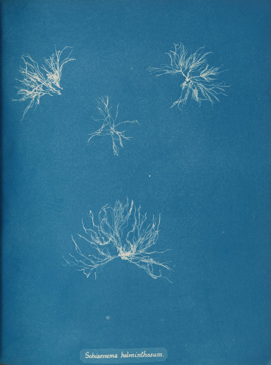 Schizonema helminthosum door Anna Atkins
