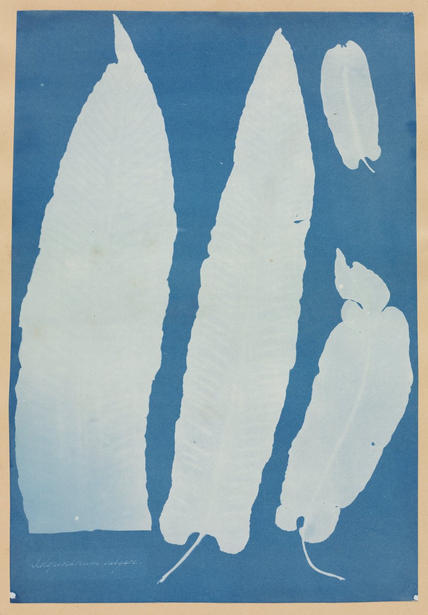 Scolopendrium Vulgare door Anna Atkins