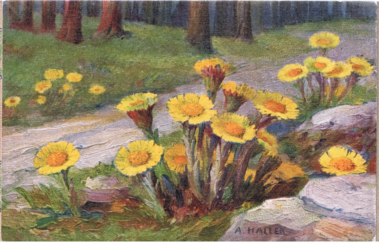 Klein hoefblad, ansichtkaart, 1940s door Anna Haller