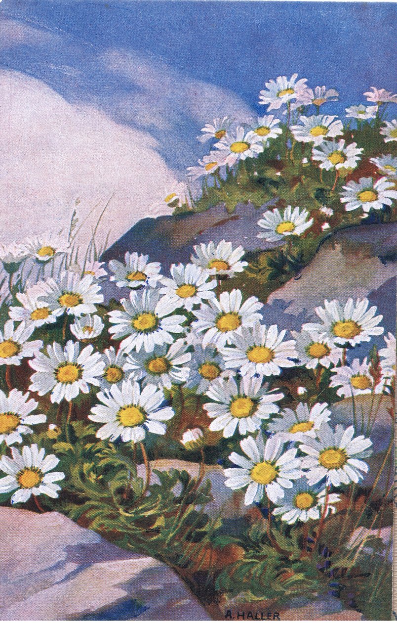 Madeliefjes, ansichtkaart, 1940s door Anna Haller