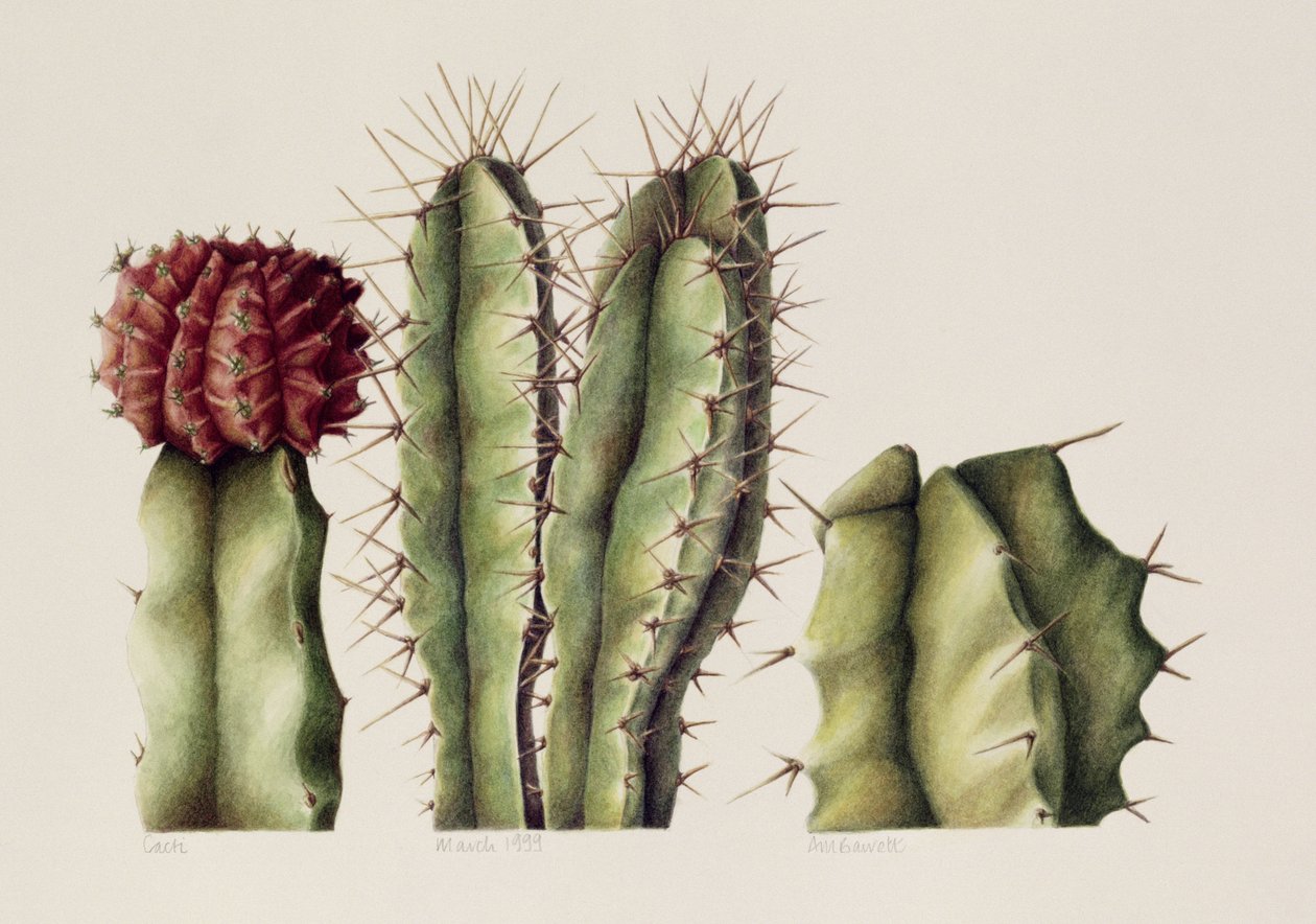 Cactussen, 1999 door Annabel Barrett