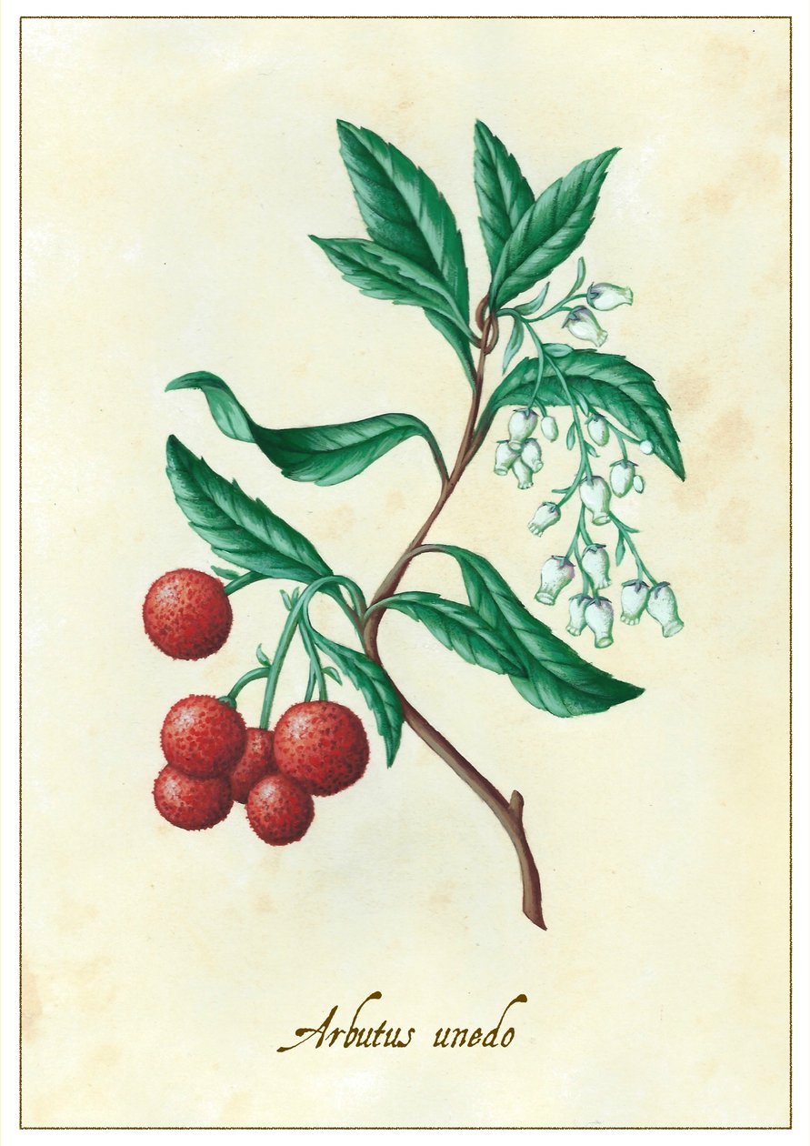 Arbutus unedo door Annalisa Morrocco