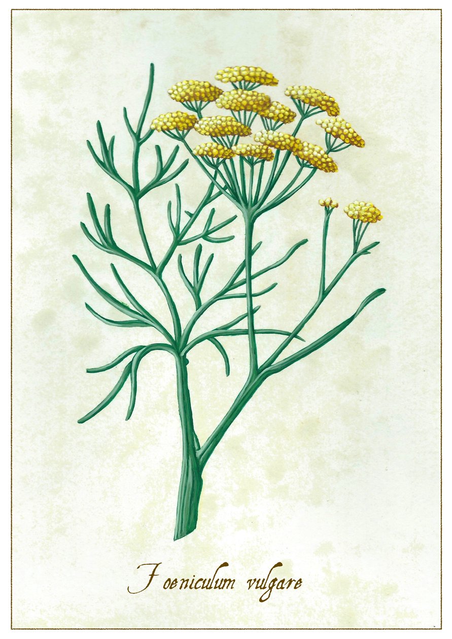 Foeniculum Vulgare door Annalisa Morrocco
