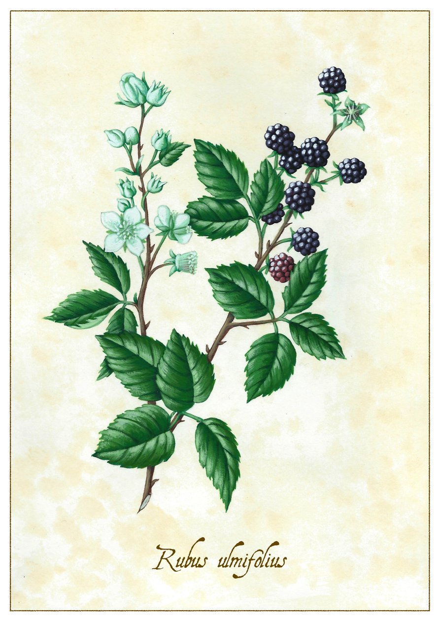 Rubus ulmifolius door Annalisa Morrocco