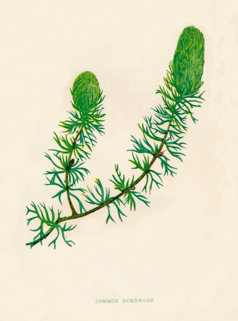 Gewone hoornblad, c1891 door Anne Pratt