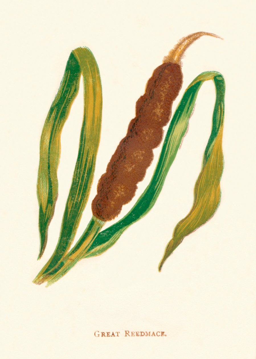 Grote lisdodde door Anne Pratt