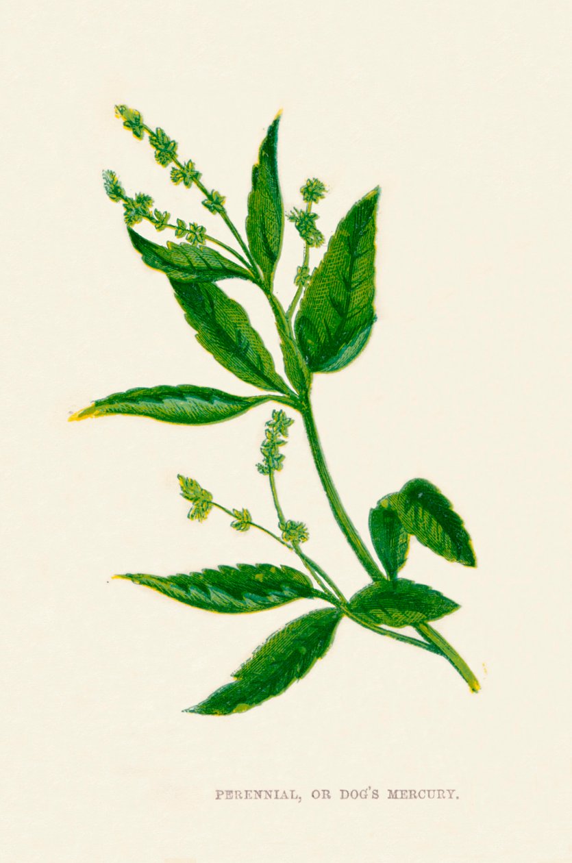 Vaste plant, of Hondskruid door Anne Pratt