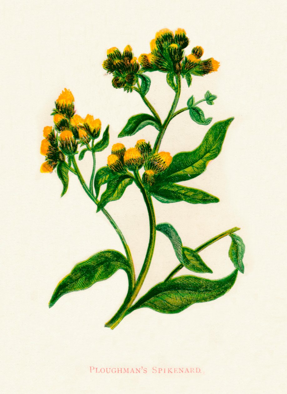 Ploughmans Spikenard door Anne Pratt
