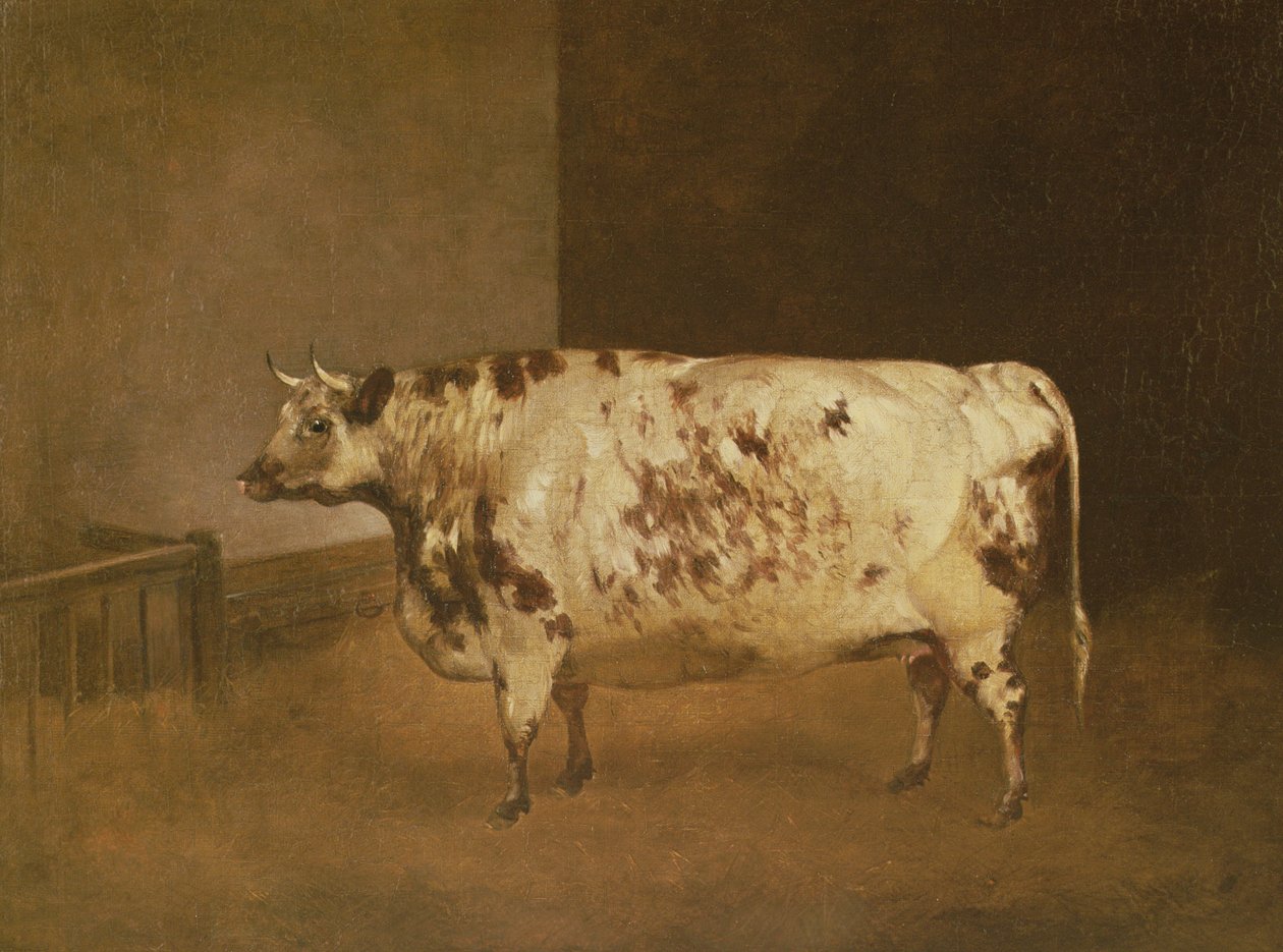 Shorthorn koe, c.1850 door Unbekannt Unbekannt