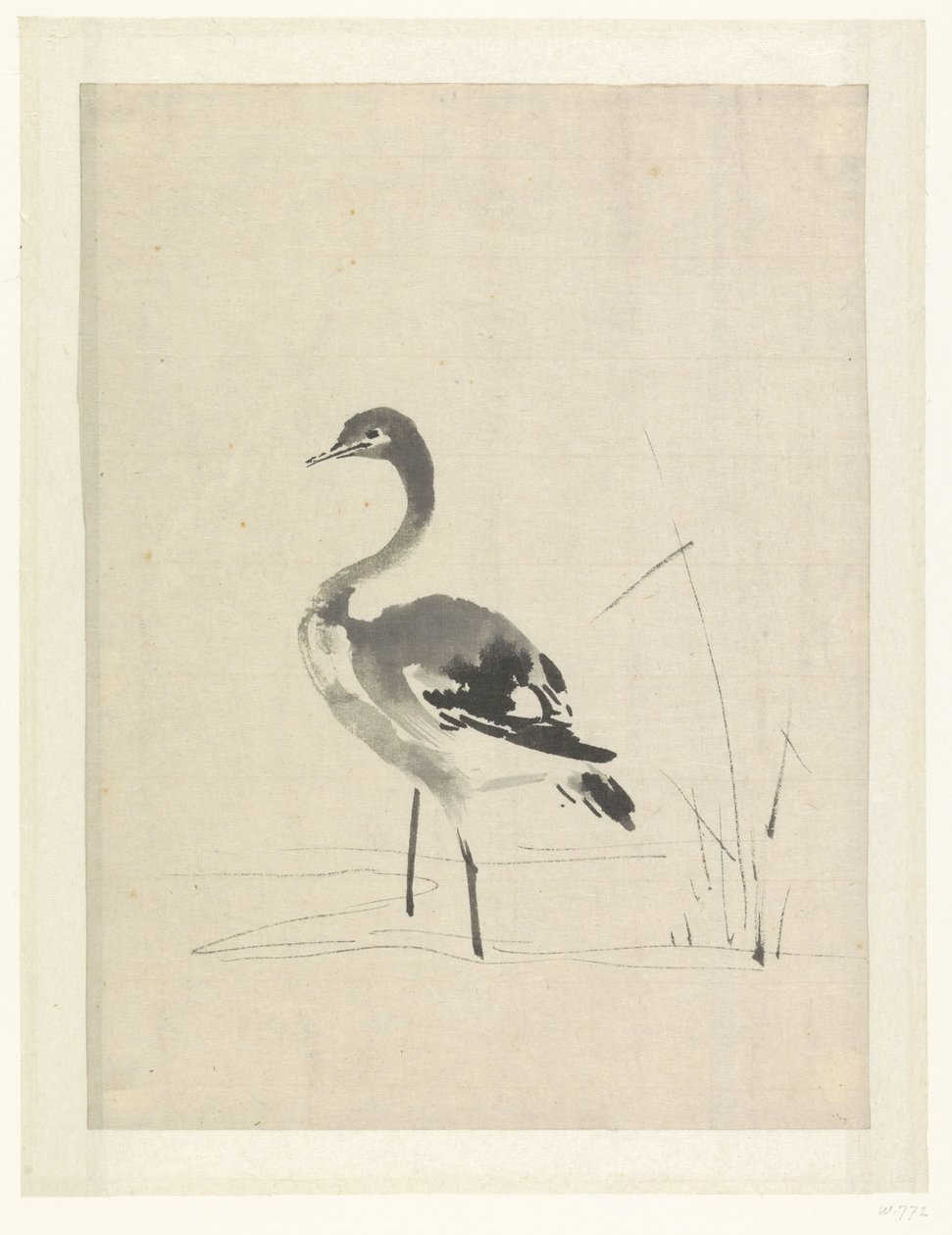 Jonge kraanvogel door Anonymous