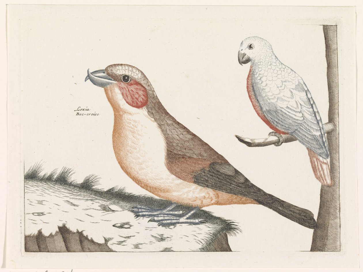 Kruisbek en witte vogel door Anonymous