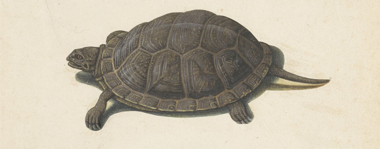 Moerasschildpad (Lombard album) door Anonymous