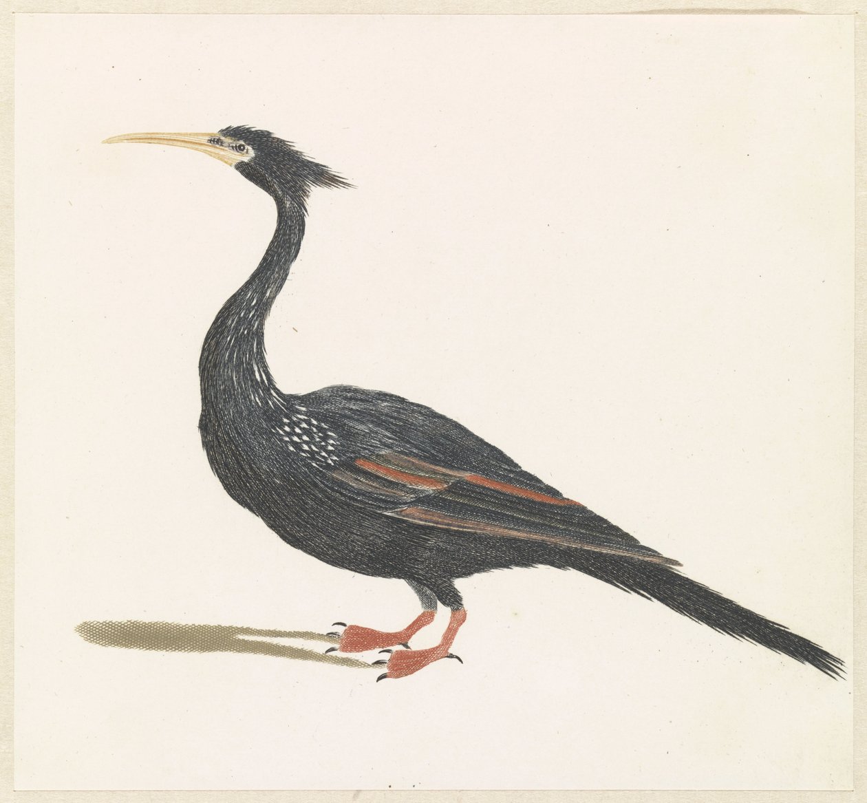Slangenhalsvogel door Anonymous