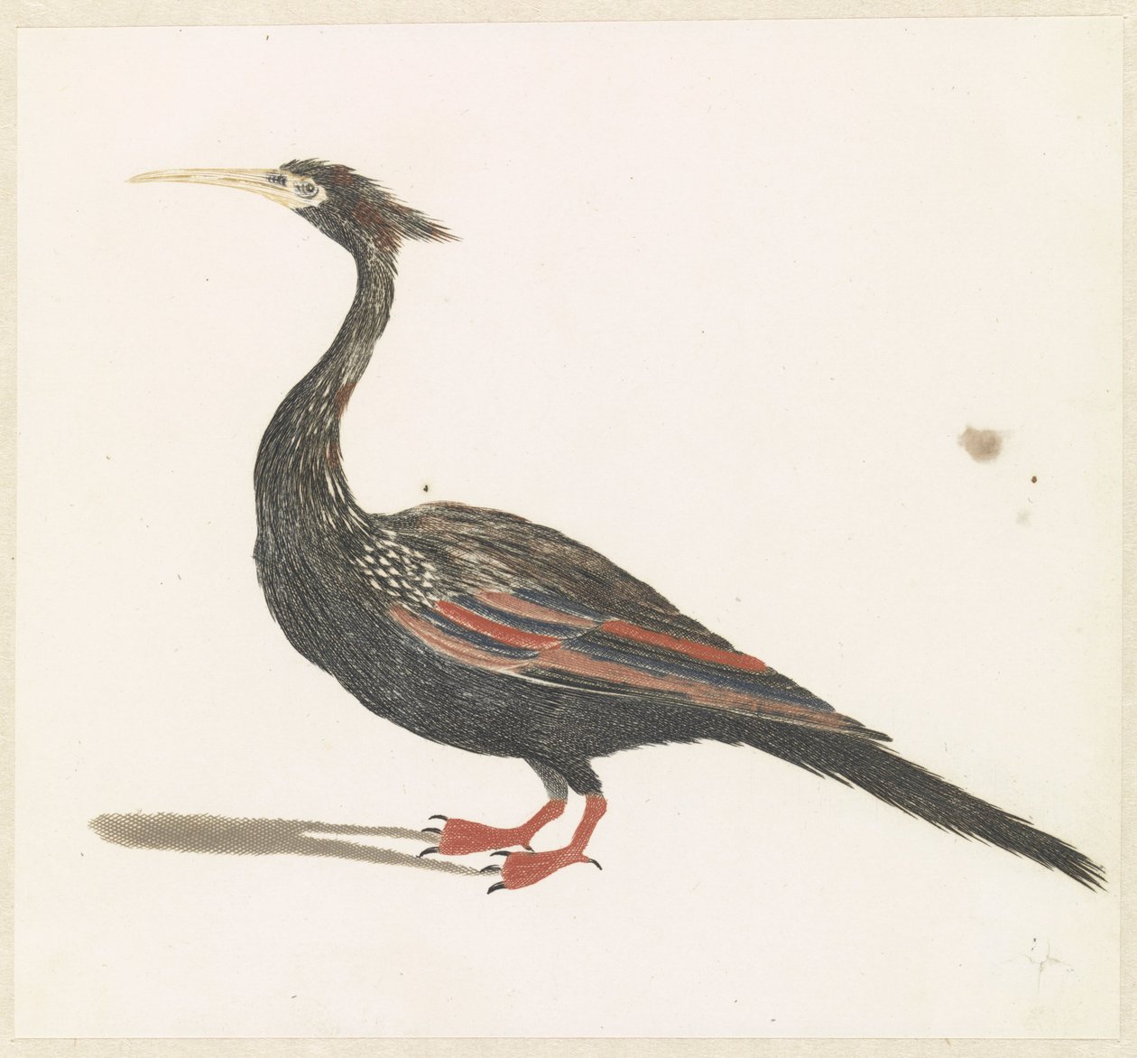 Slangenhalsvogel door Anonymous