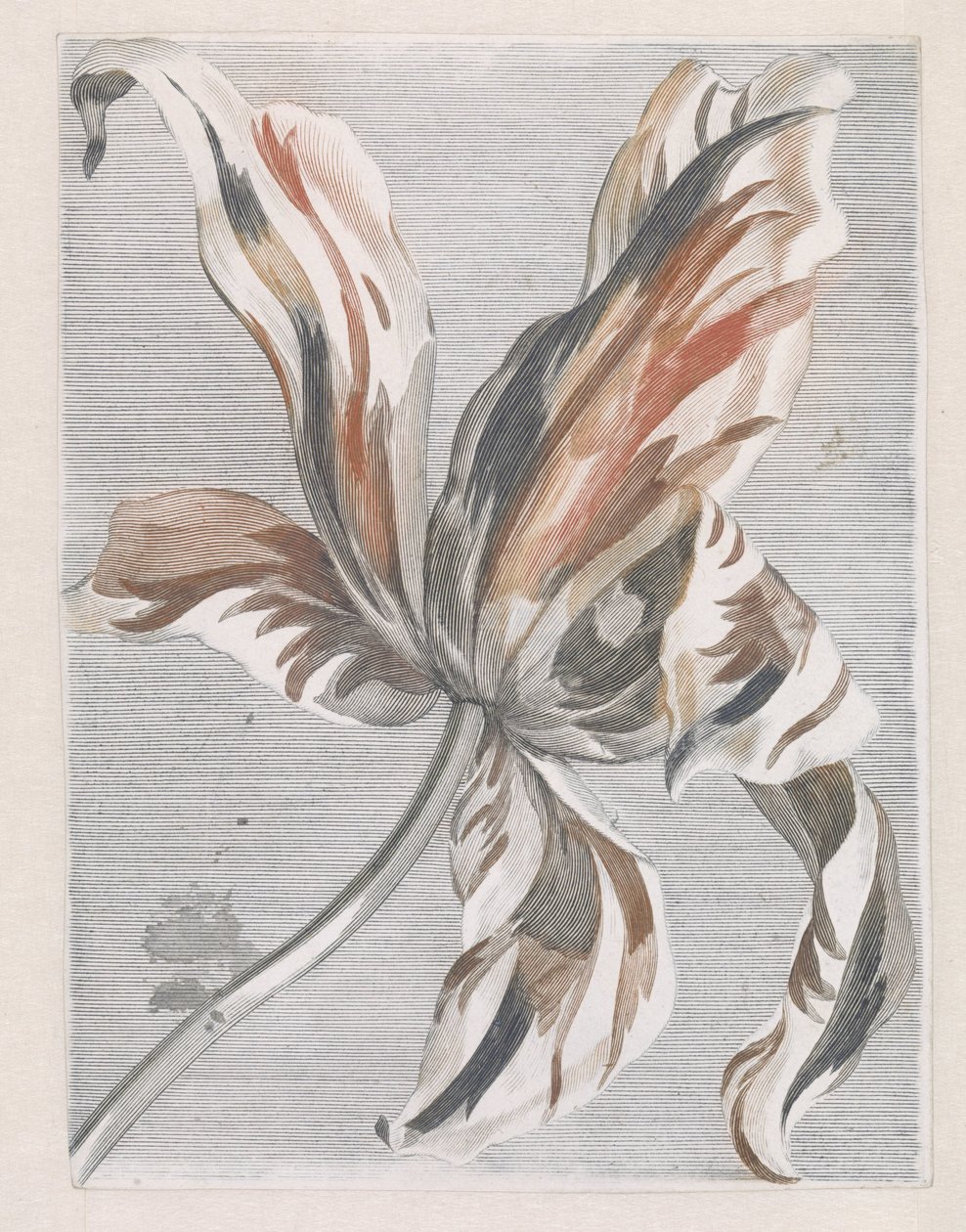 Tulp door Anonymous