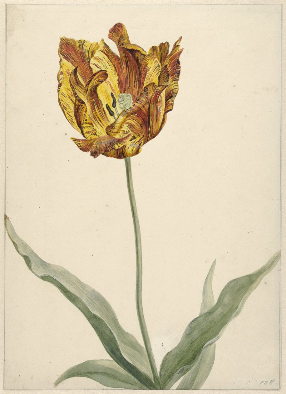 Tulp door Anonymous