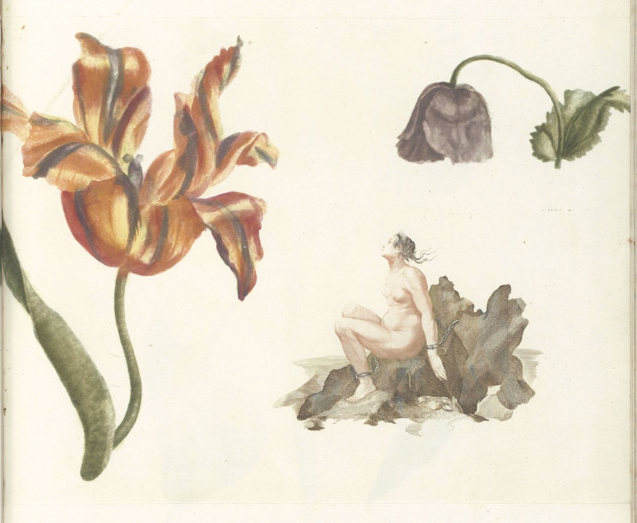 Tulp, papaver en Andromeda door Anonymous