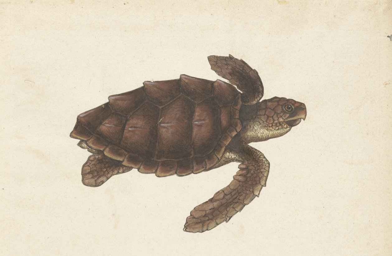 Zeeschildpad door Anonymous
