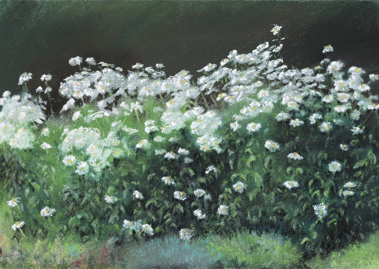 Shasta-madeliefjes, 1992 door Anthony Rule
