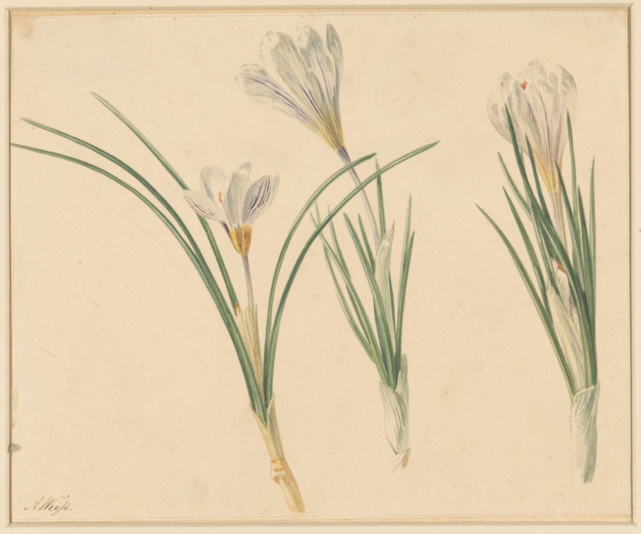 Drie studies van krokussen door Anton Weiss