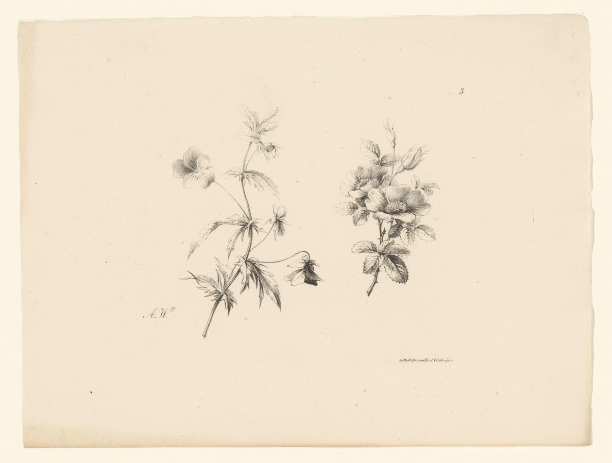 Twee bloemen door Anton Weiss