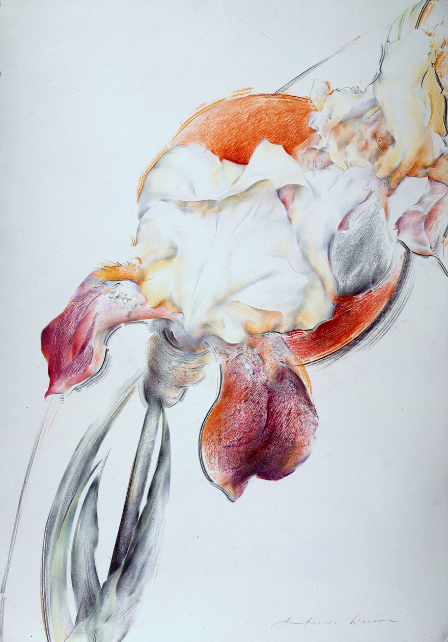 Iris - Compositie IV door Antonio Ciccone