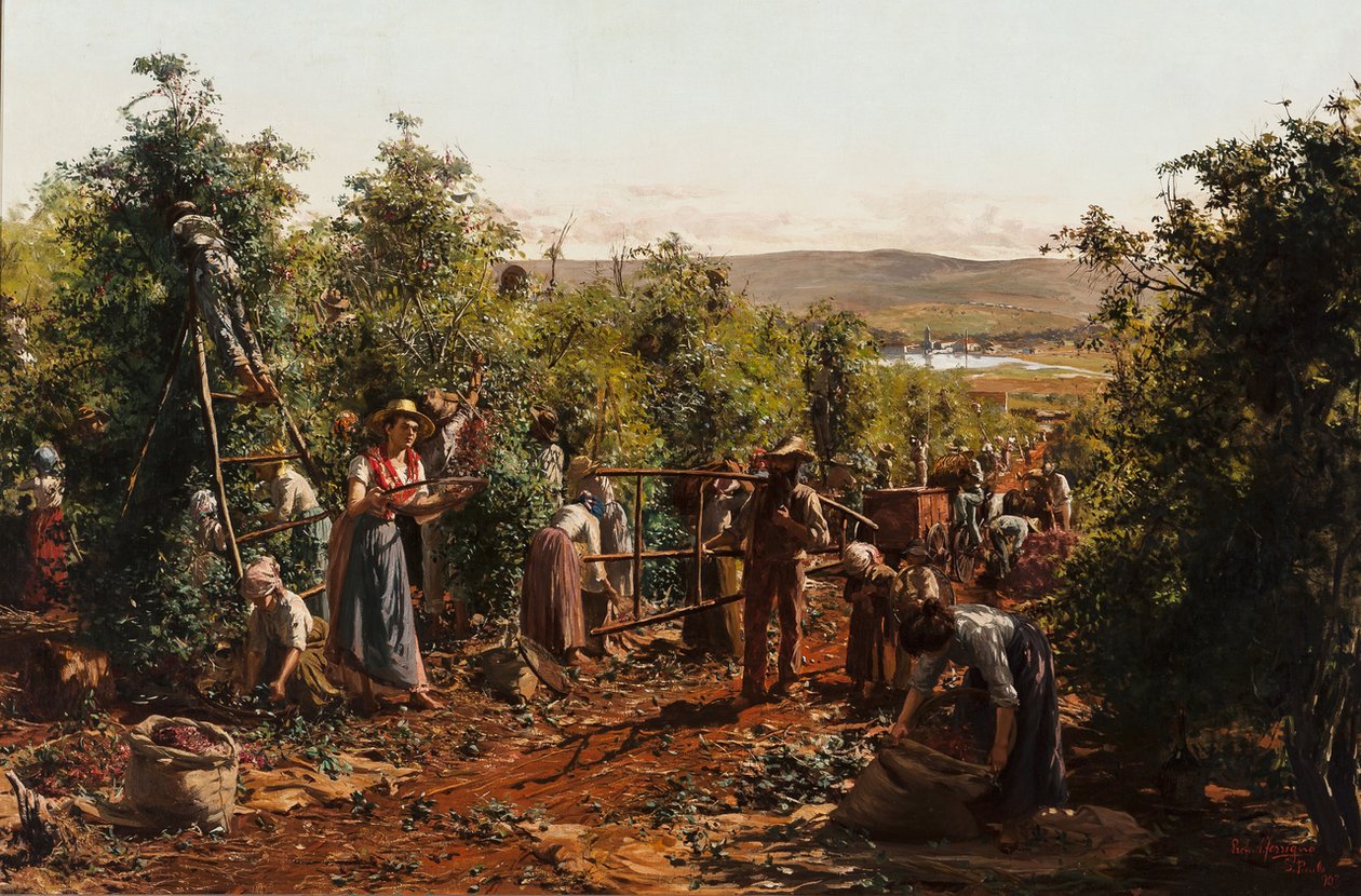De oogst, Fazenda Santa Gertrudes - Araras, SP door Antonio Ferrigno