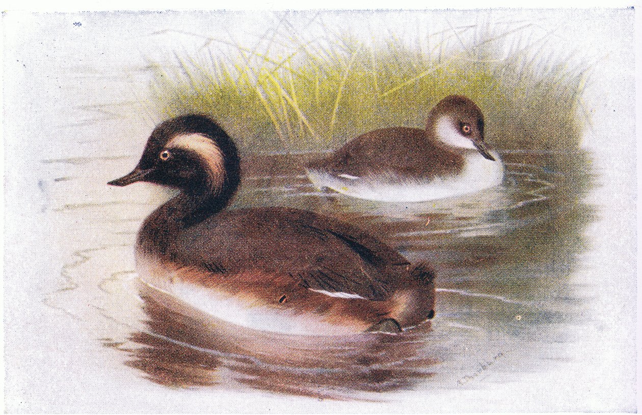 Zwartnekfuut door Archibald Thorburn