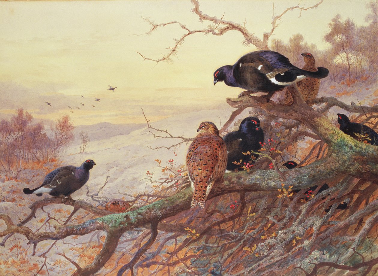 Korhoenders in de winter door Archibald Thorburn