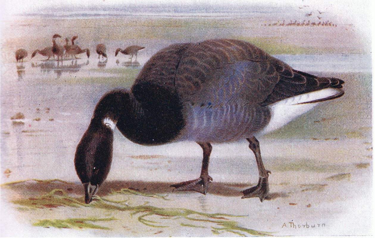 Rotgans door Archibald Thorburn