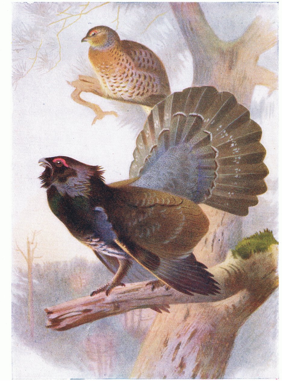Auerhoen door Archibald Thorburn