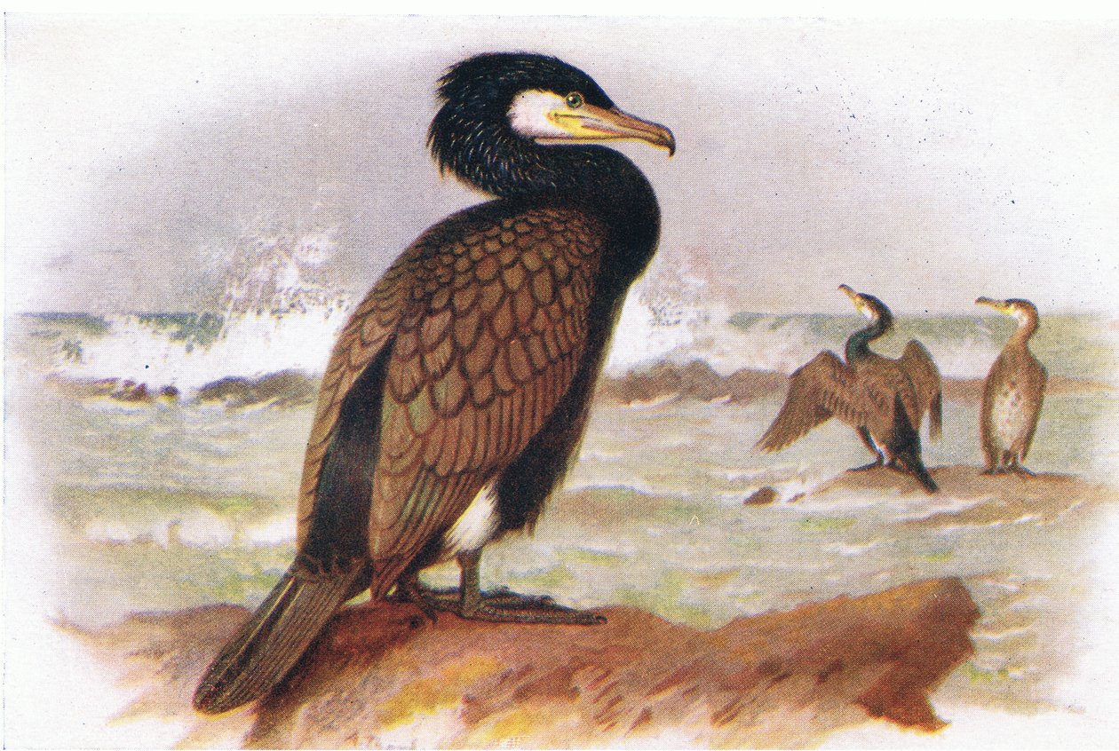 Aalscholver door Archibald Thorburn