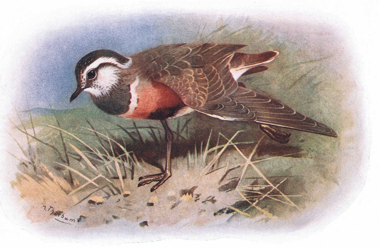 Morinelplevier, uit Britse Vogels gepubliceerd door Longmans, 1932 door Archibald Thorburn