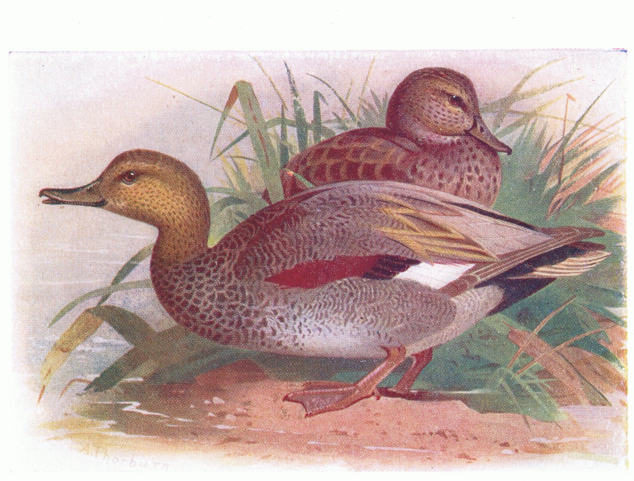 Krakeend door Archibald Thorburn