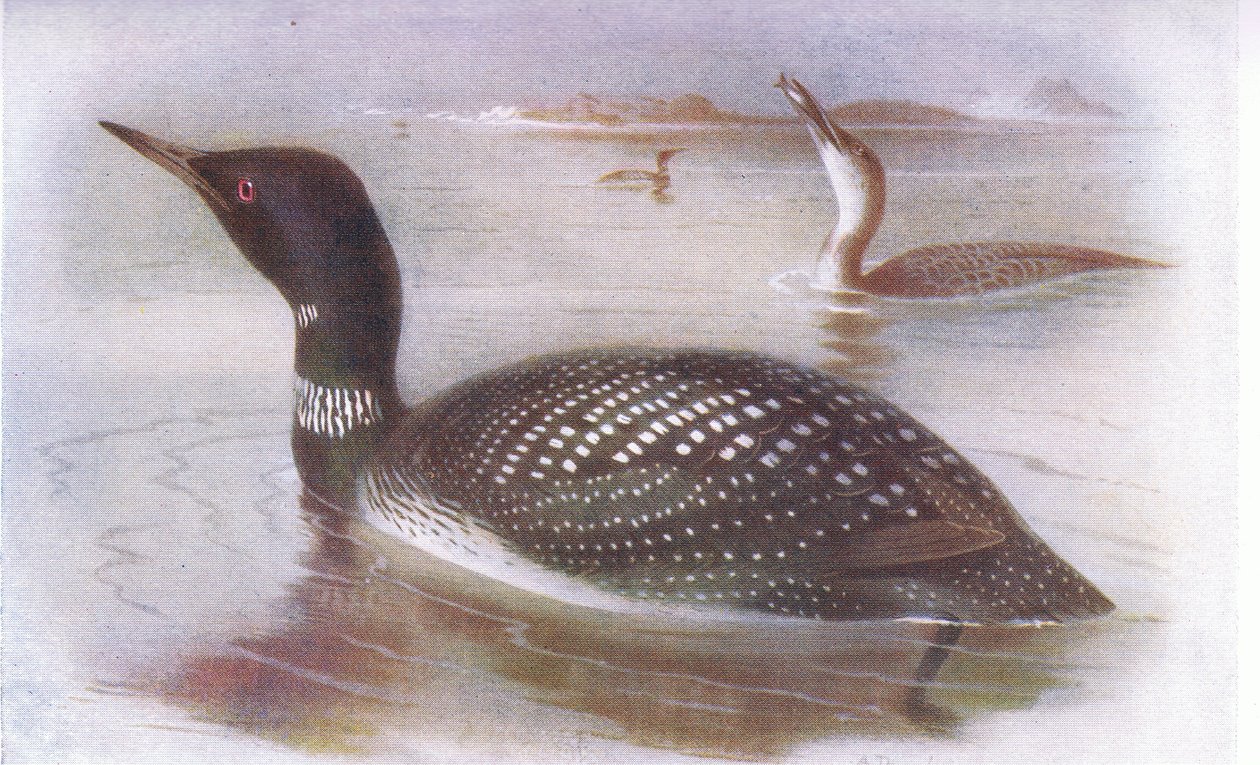 Grote noordse duiker door Archibald Thorburn
