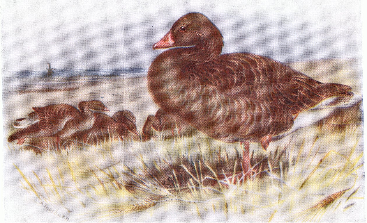 Grauwe Gans door Archibald Thorburn